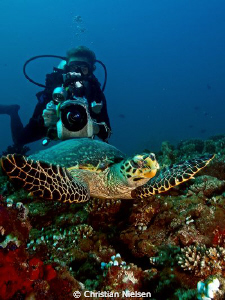 Hawsbill Turtle being filmed and Photographed.
Olympus E... by Christian Nielsen 